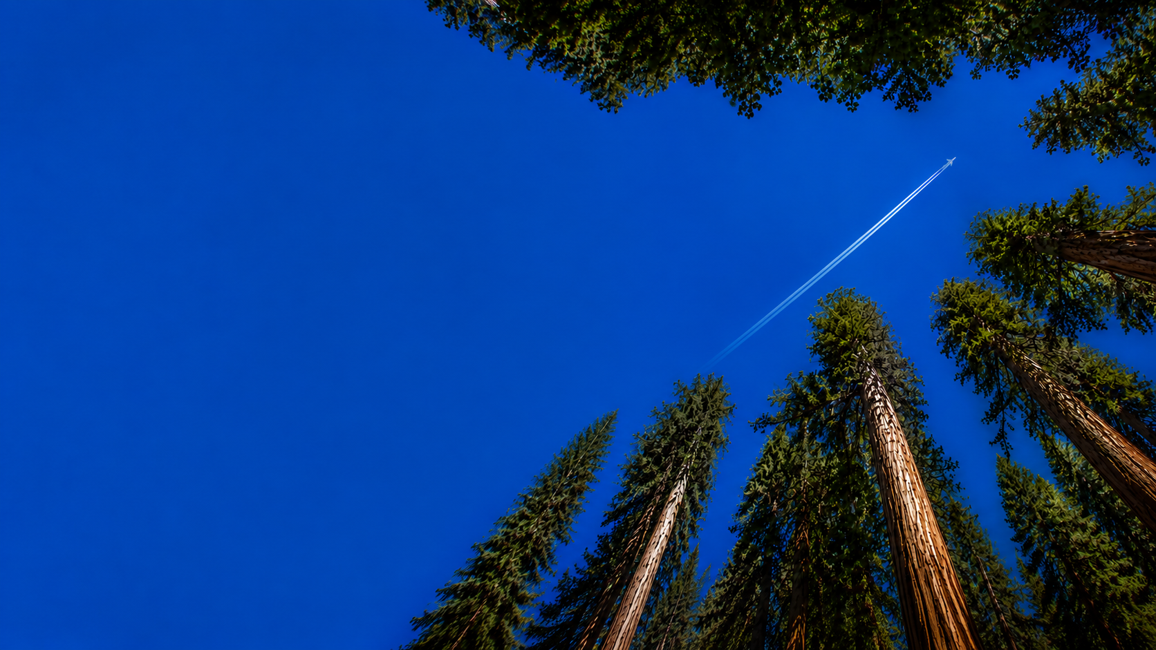 A modern jet ascends toward the upper right above a sunlit redwood canopy, trailing a crisp white diagonal contrail